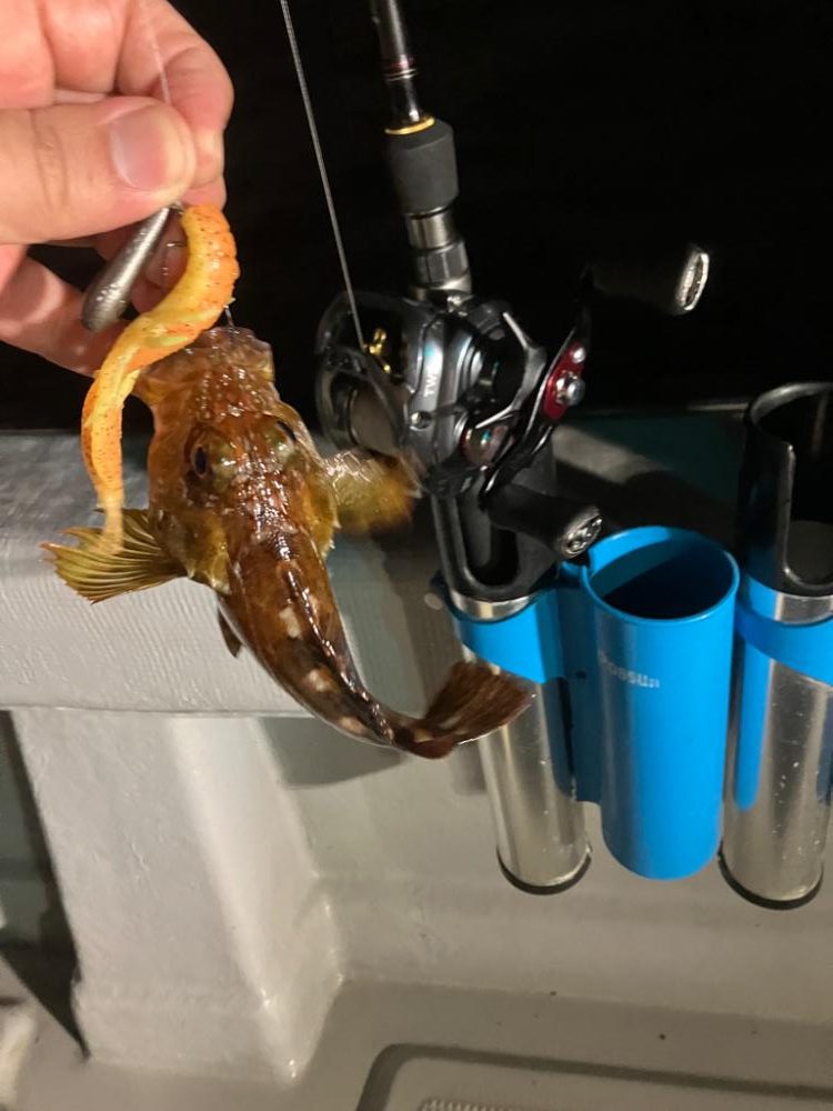 @ボートチニングとアコウ