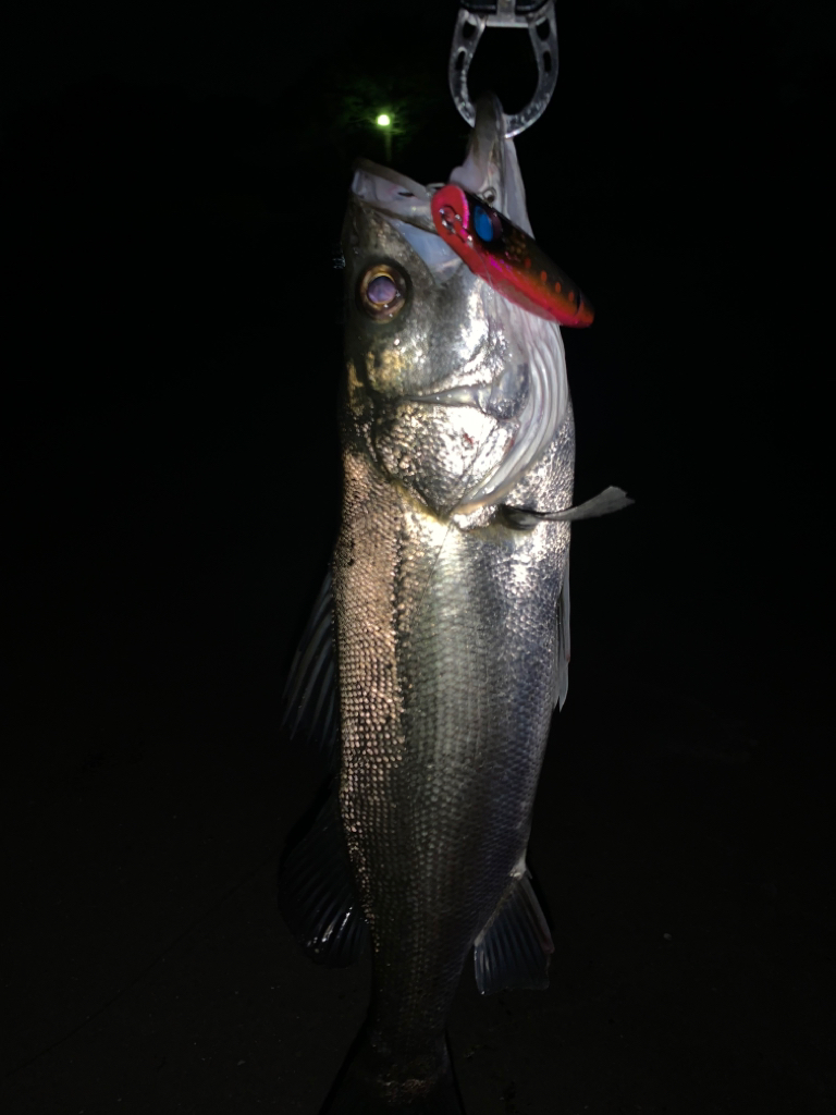 ２ヶ月ぶりのシーバスちゃん