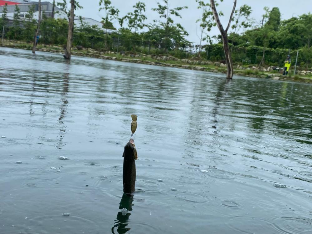 高島の泉さんでエリアトラウト