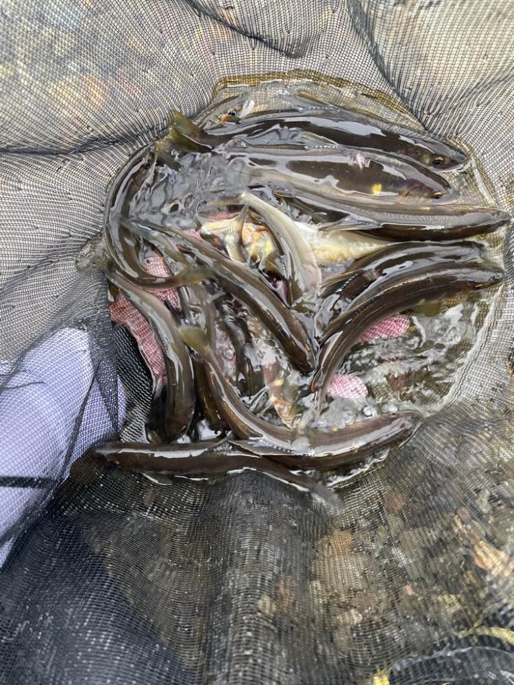 2023鮎掛け日誌6