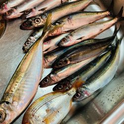 敦賀☆魚イカメタルリレー便