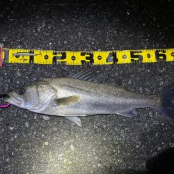 マイクロイワシパターン