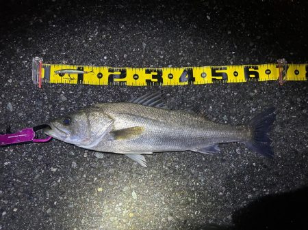 マイクロイワシパターン