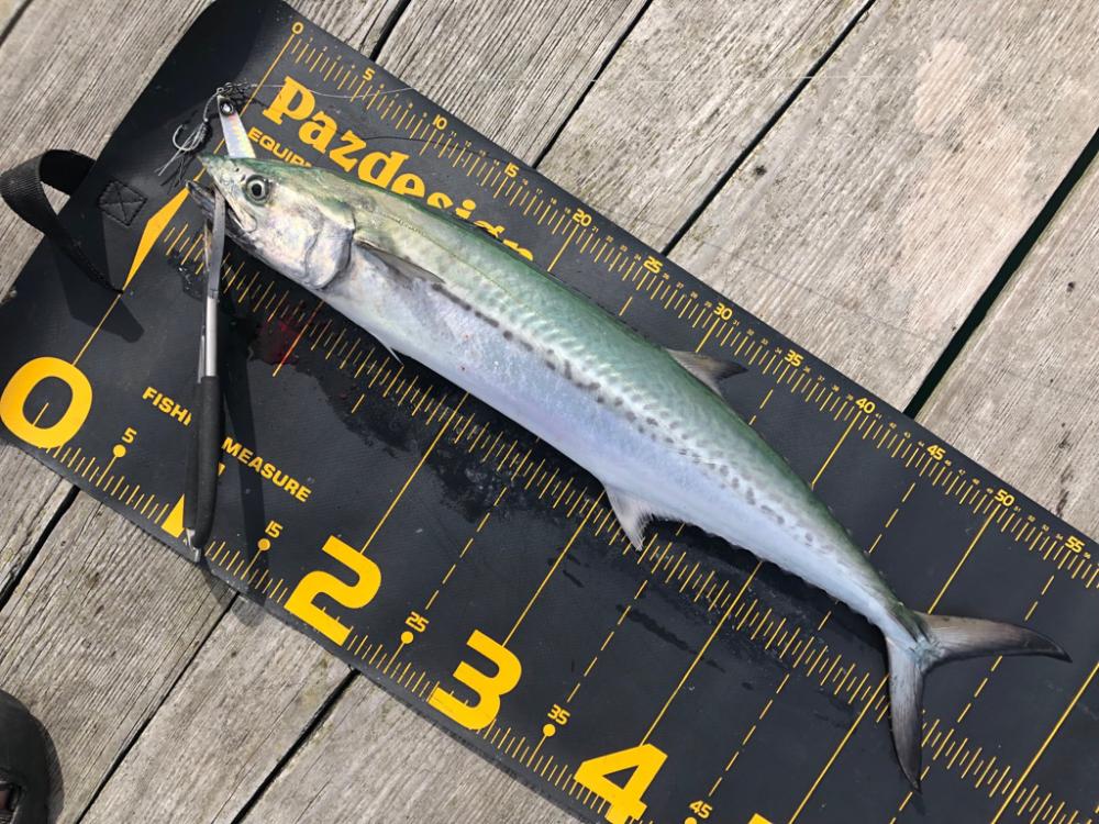 久しぶりのはとう渡船