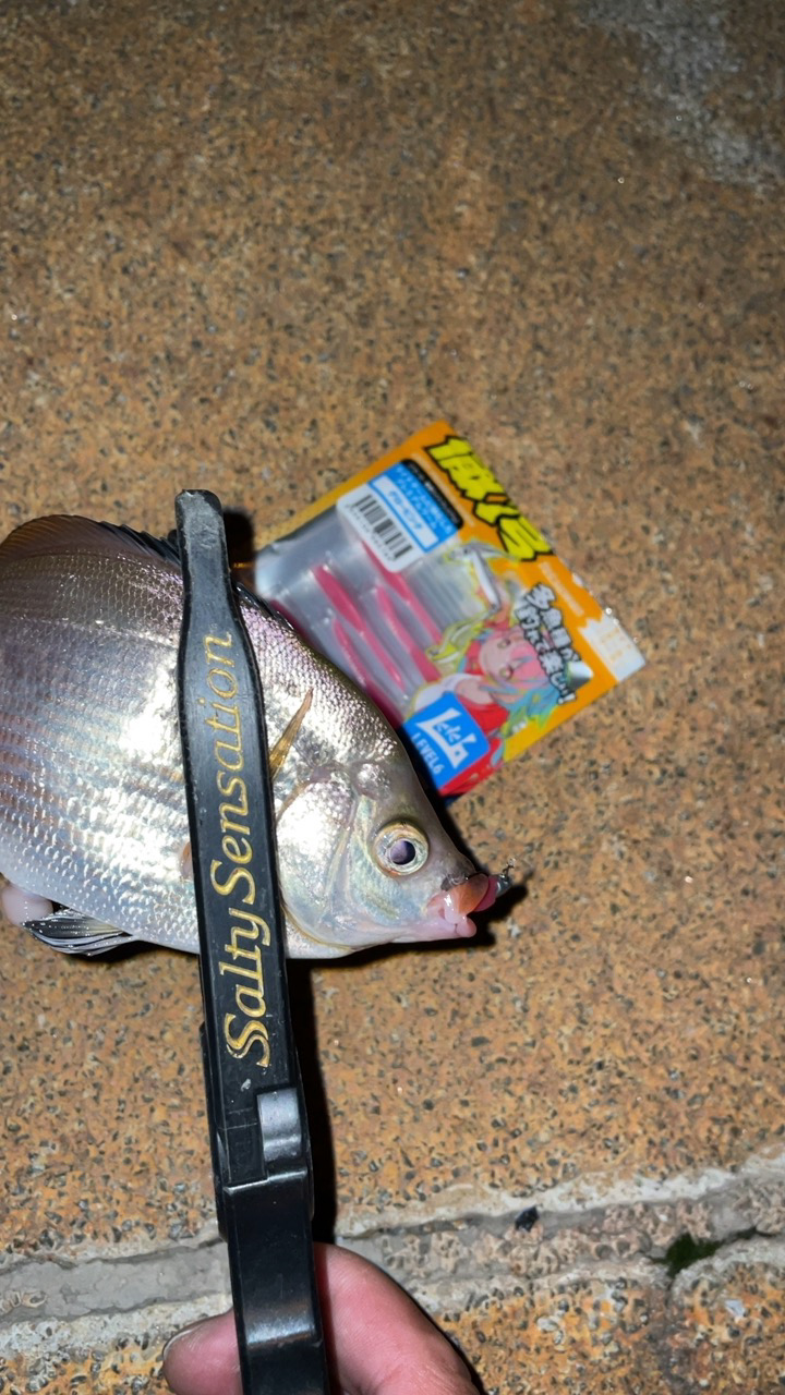 水潮メバリング