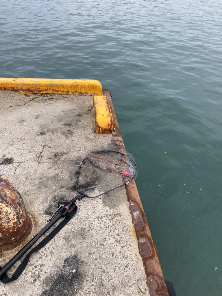 自己最高の大物ゲット！