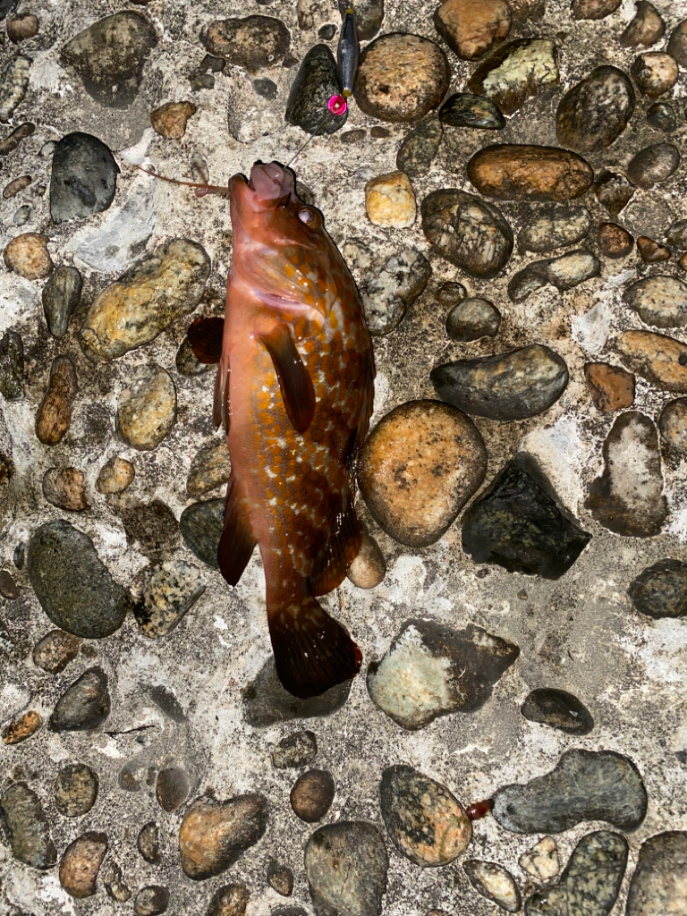 尺超えのキジハタ