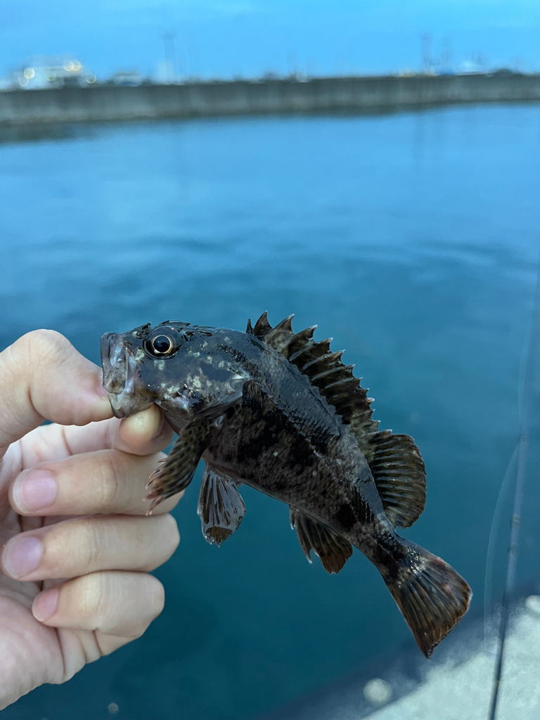 垂水漁港で根魚フィッシング