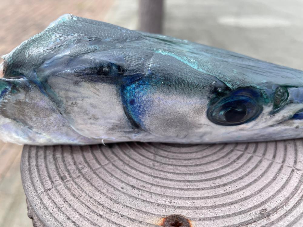 初オキサヨリ？