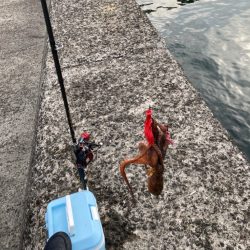 ようやくタコエギでタコが釣れた。