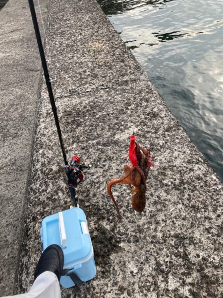 ようやくタコエギでタコが釣れた。