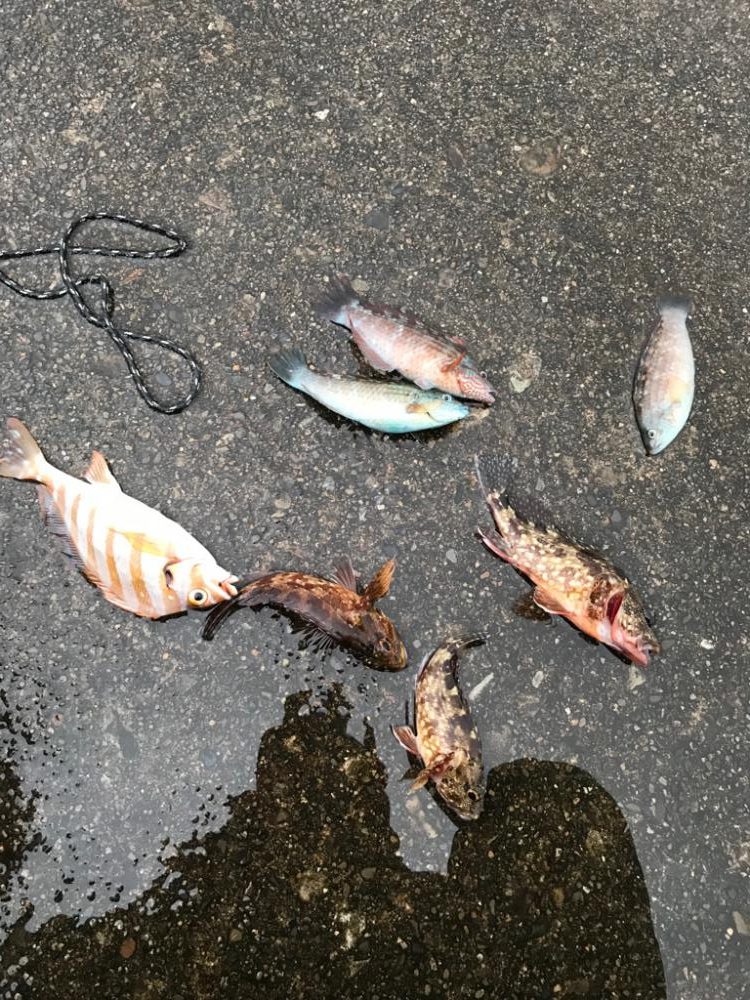 雨の中のガシラ釣り♪