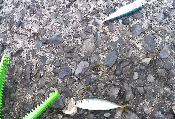 青海島で五目釣り