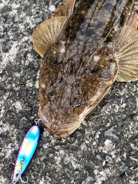 サーフオオモンハタ