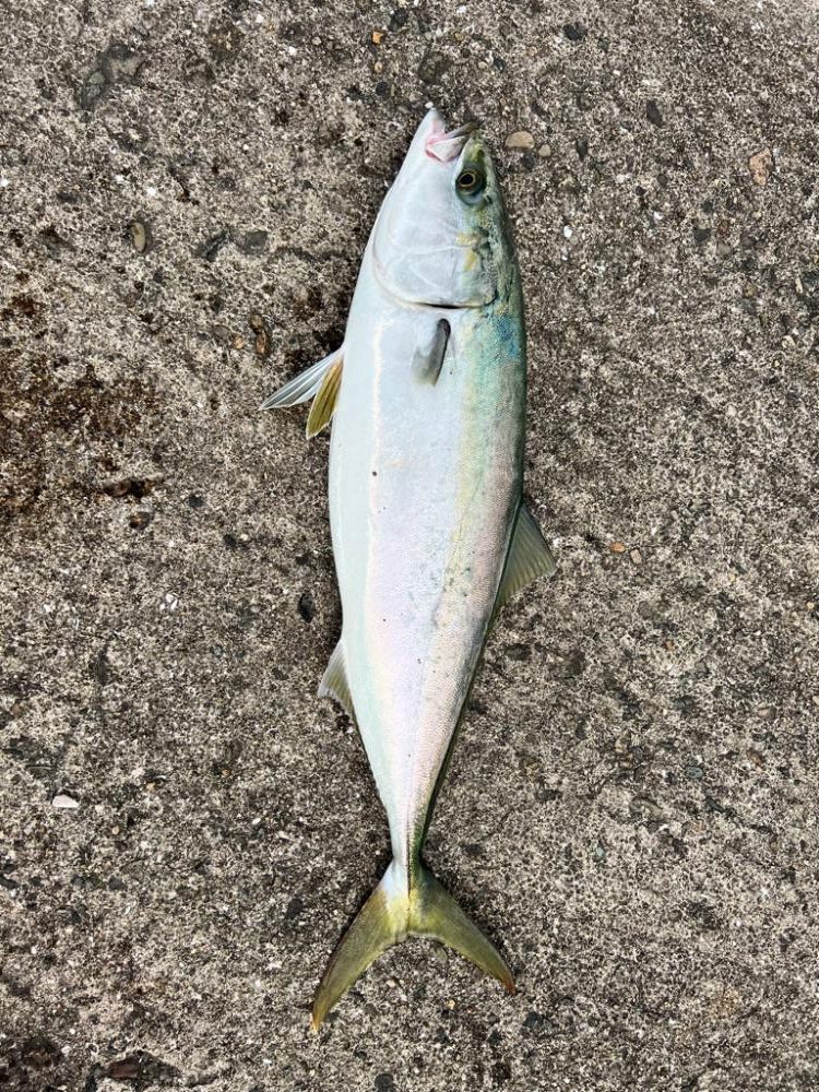 久々の青物連発