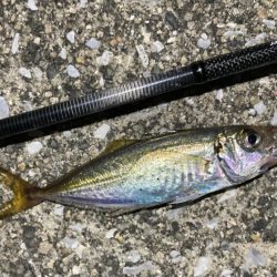 豆アジ湧いてます。