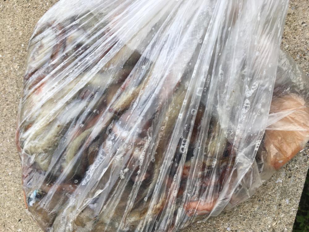 【タコフィネス】 南港で4690g、計14杯。