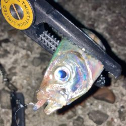 エギング→アジング