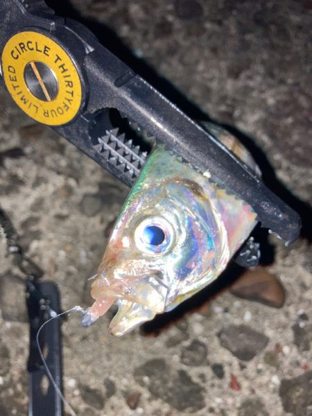 エギング→アジング