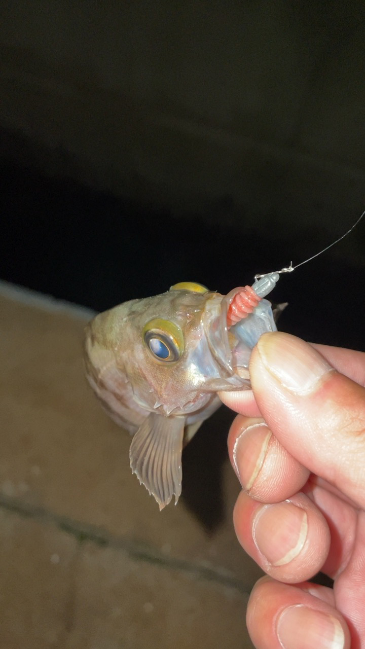 メバル入れ食い！