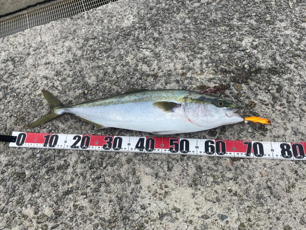 メジロゲット！