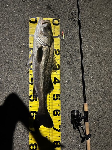 初シーバス❗️…