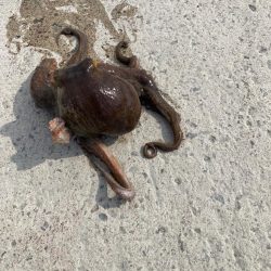 イカ釣りのはずが⁈