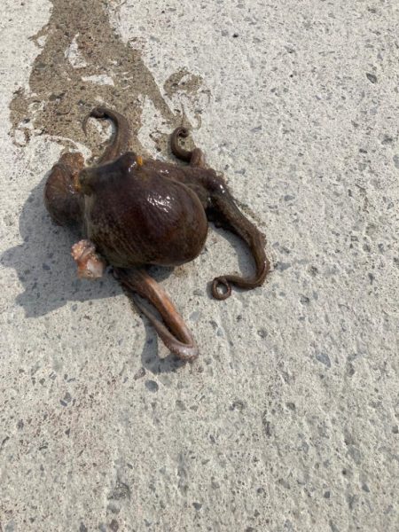 イカ釣りのはずが⁈