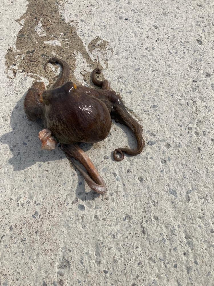 イカ釣りのはずが⁈