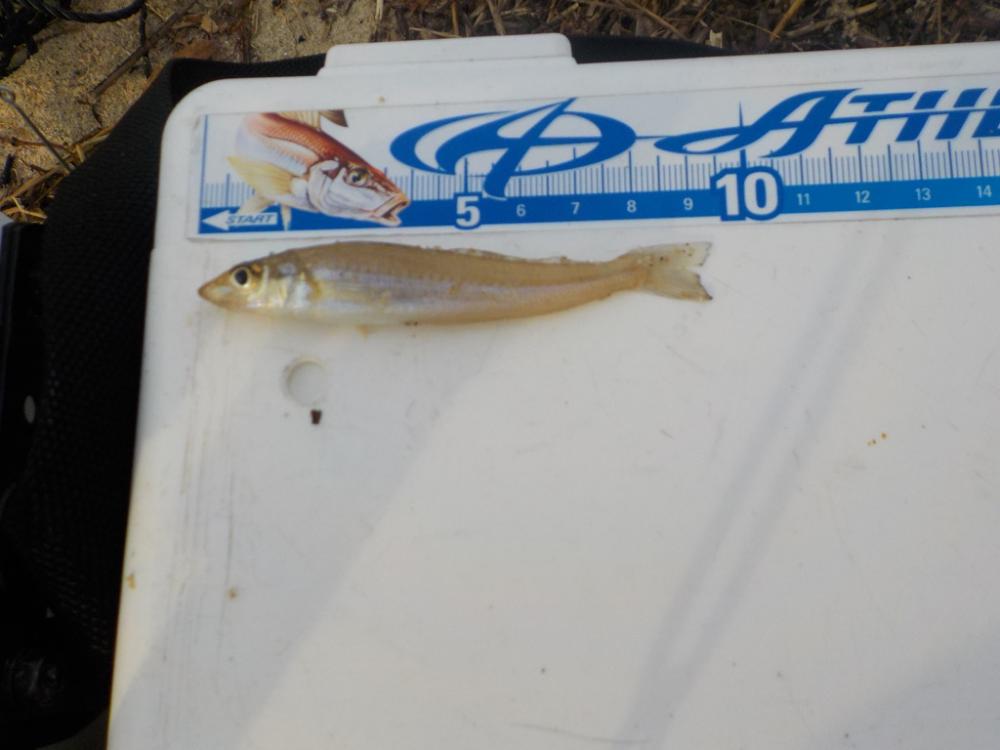 ピンギス無限ループat栗田