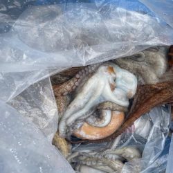 明石　船タコ釣り