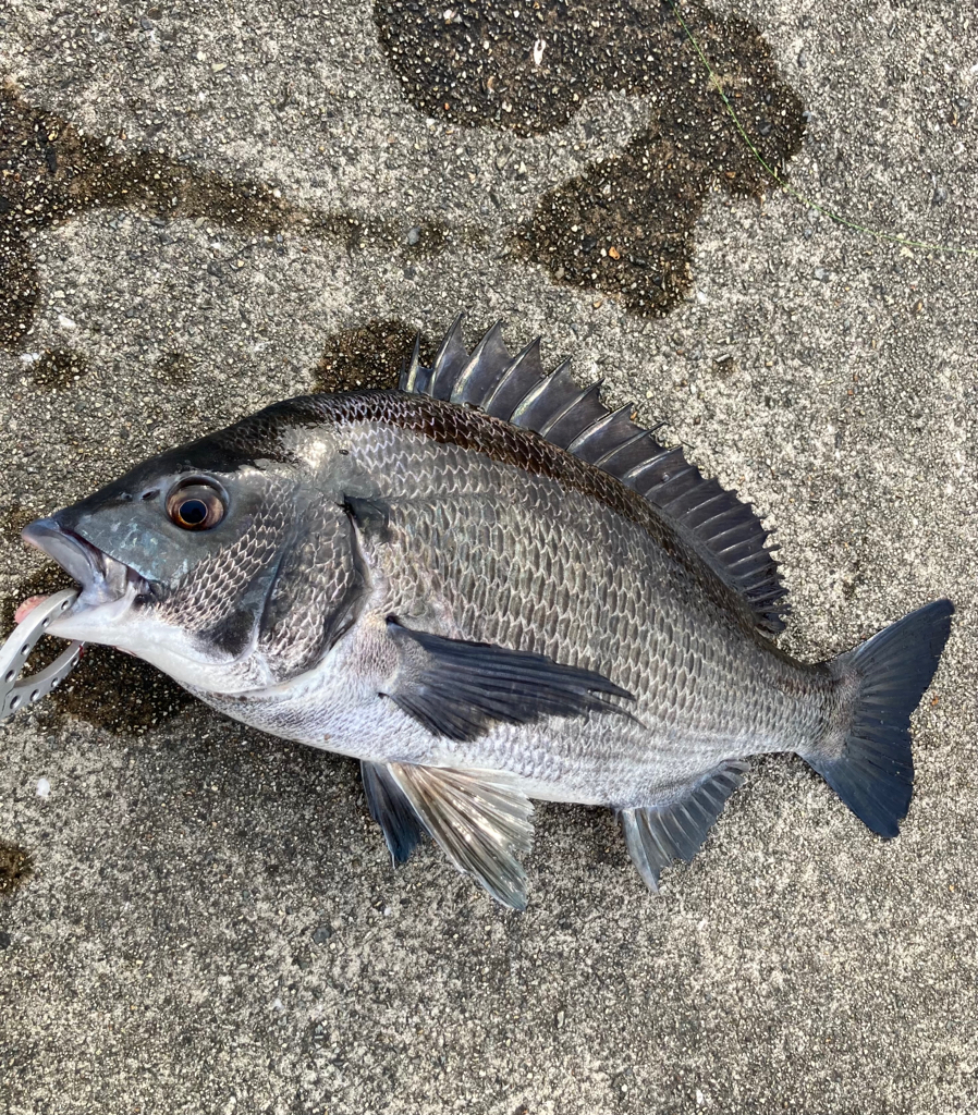 おチヌさん活性高いです