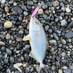 楽しめる季節到来