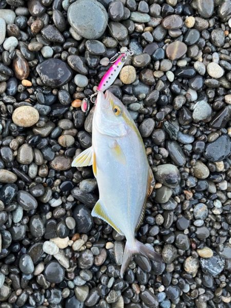 楽しめる季節到来