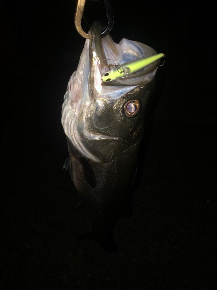 なかなかの良型