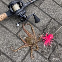 二刀流するも。仔蛸4杯が癒しだった湾奥。。。