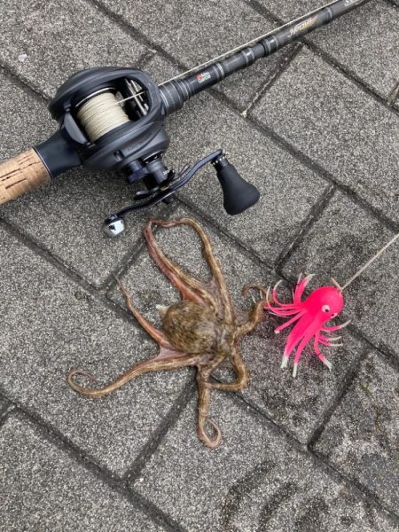 二刀流するも。仔蛸4杯が癒しだった湾奥。。。