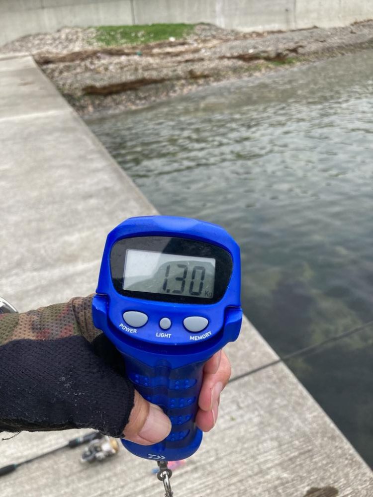 春イカ？夏イカ？とにかくＫオーバー