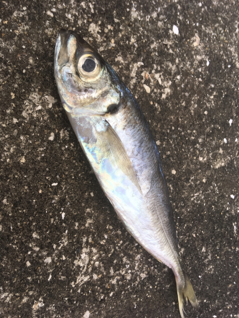 まだまだ浮遊ゴミ多数