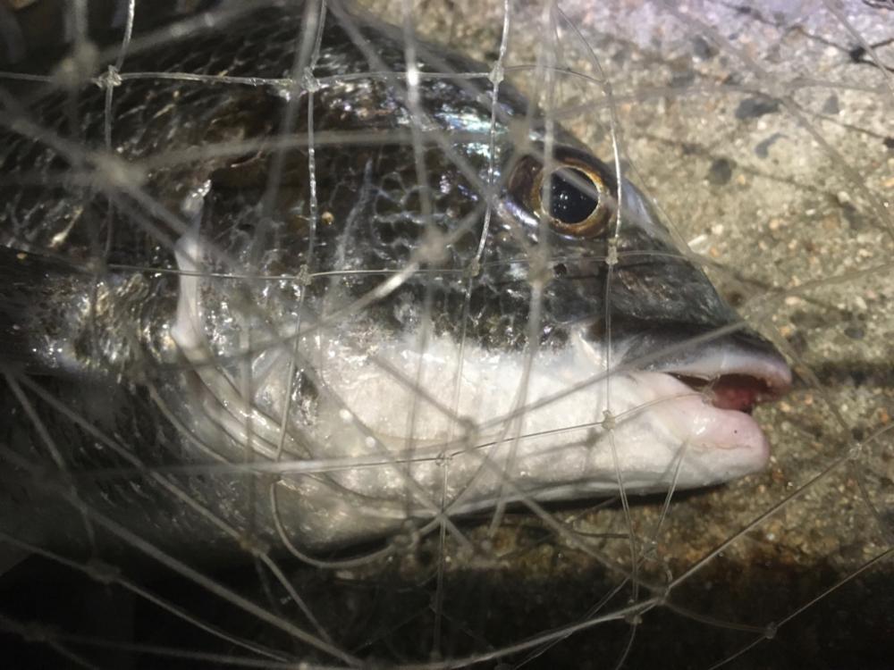 今日からまた始める