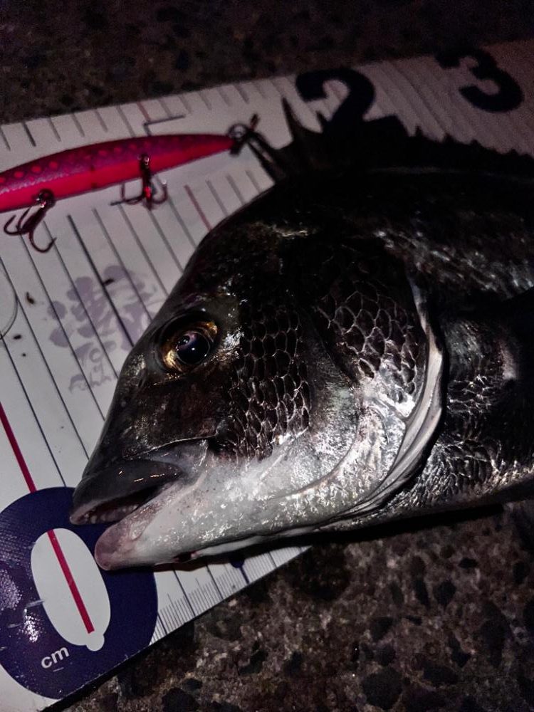 ミノーにチヌ！！