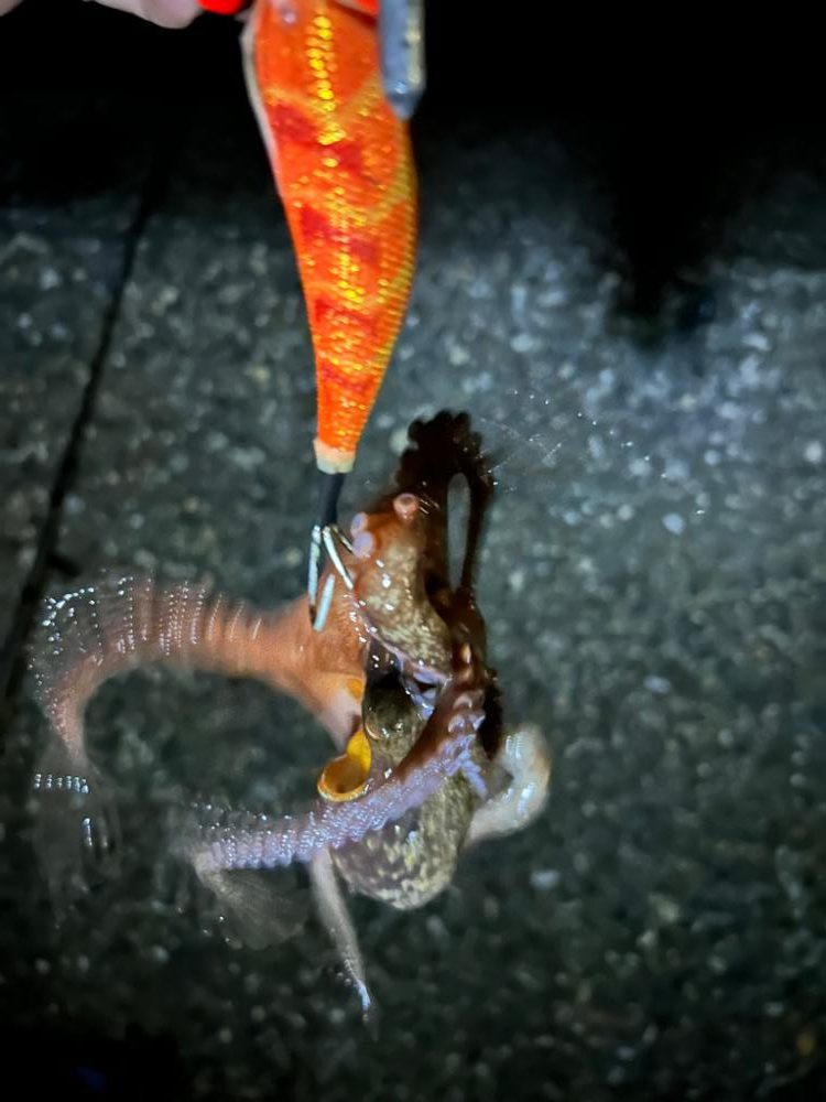 オクトパッシング+チョイ投げ