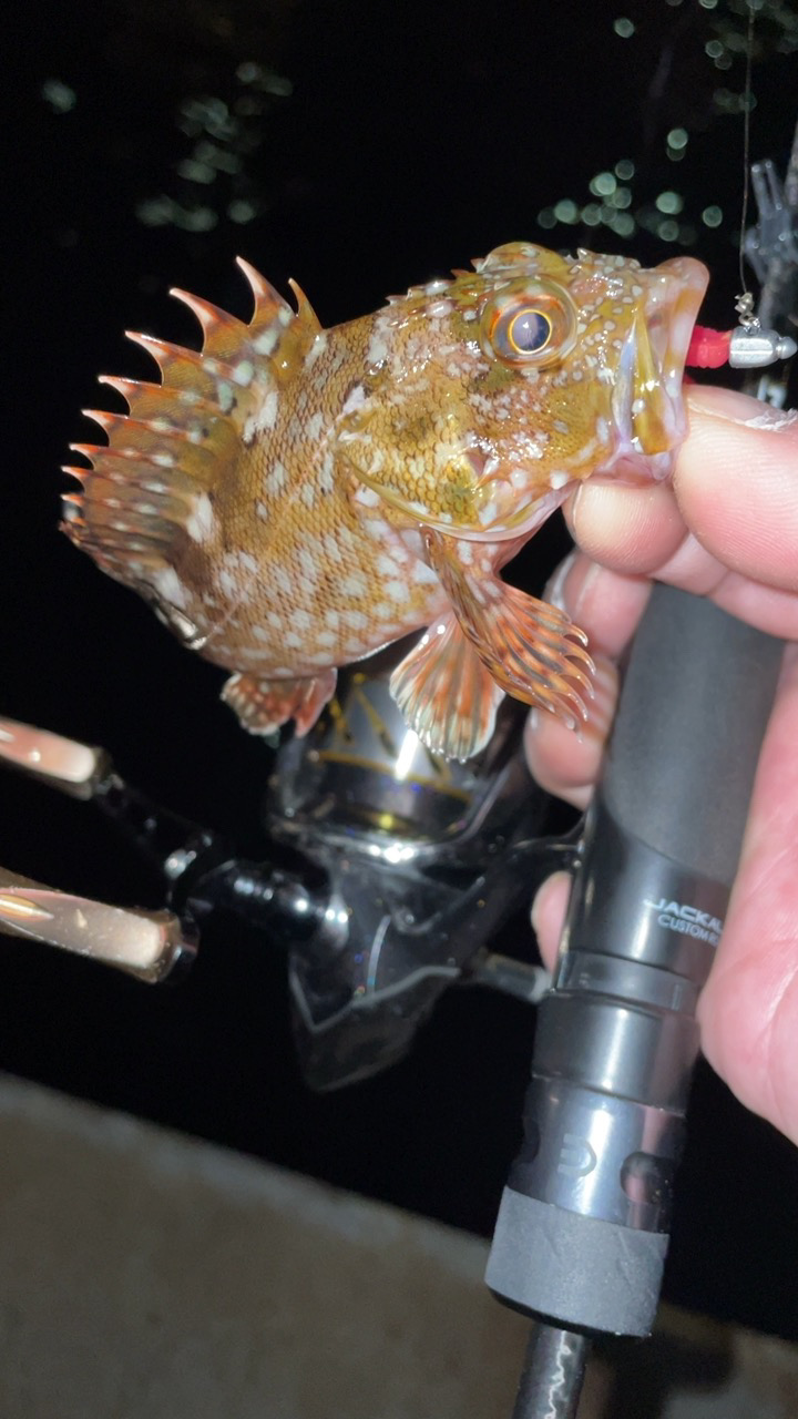 いきなり渋い…