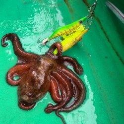 明石蛸釣り