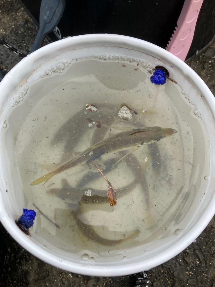 トリックサビキ