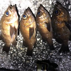 梅雨メバリング