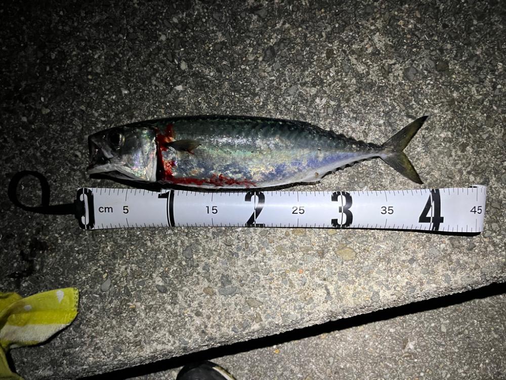 サバゲー🐟