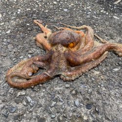 大ダコ狩り