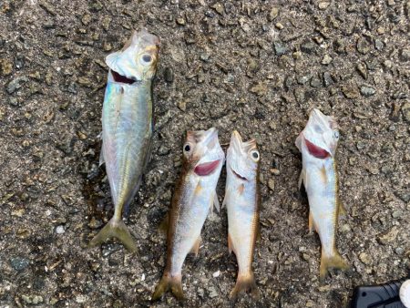 初ダイソールアー