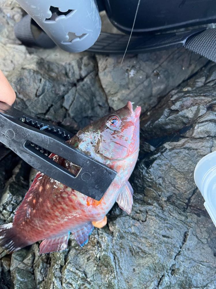 小浜根魚ライトゲーム